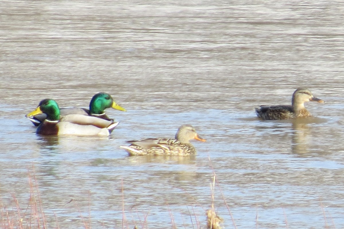 Canard colvert - ML132950311