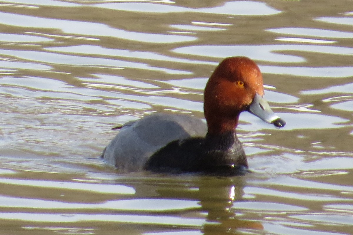 Fuligule à tête rouge - ML132950471