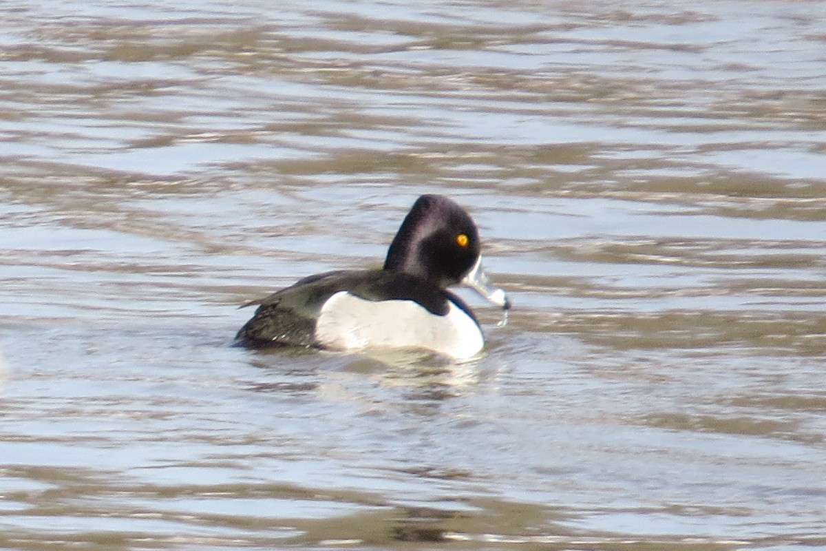 Ring-necked Duck - ML132950521