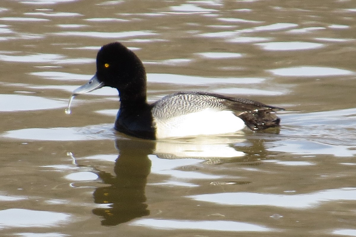 Lesser Scaup - ML132950621