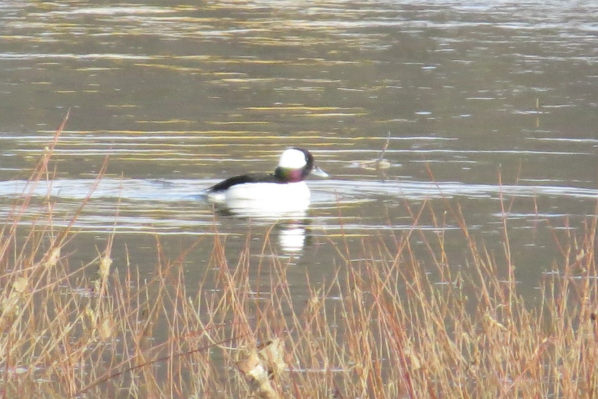 Bufflehead - ML132951271