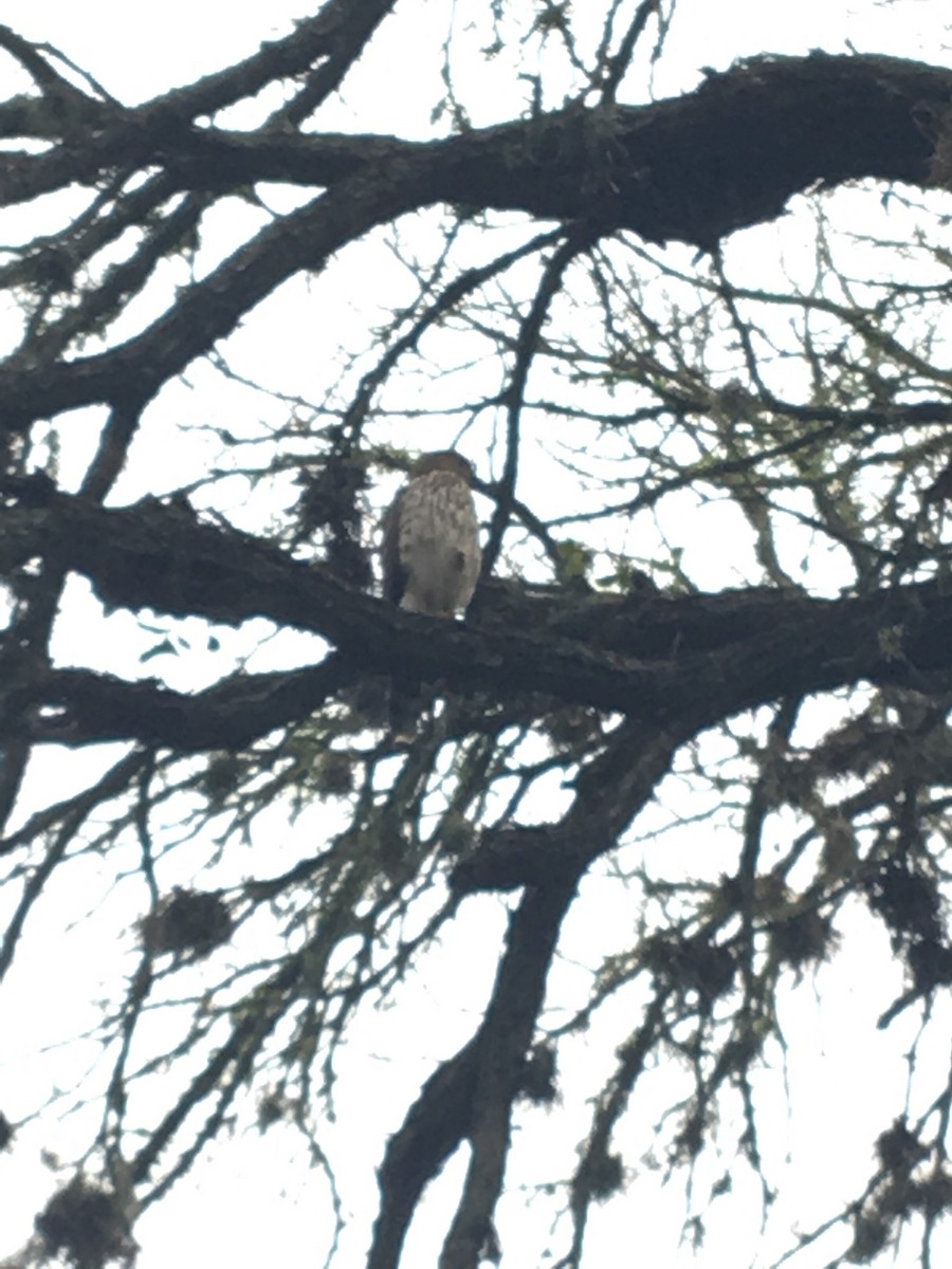 Cooper's Hawk - ML132951901