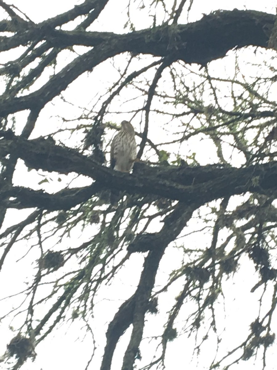 Cooper's Hawk - ML132951911