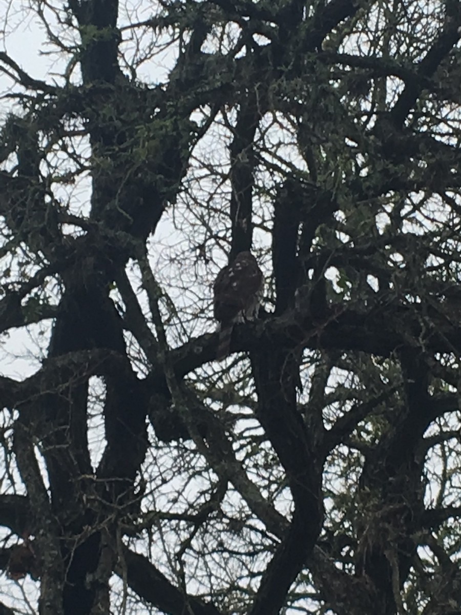 Cooper's Hawk - ML132951921