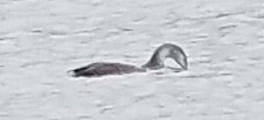 Red-throated Loon - ML132952001