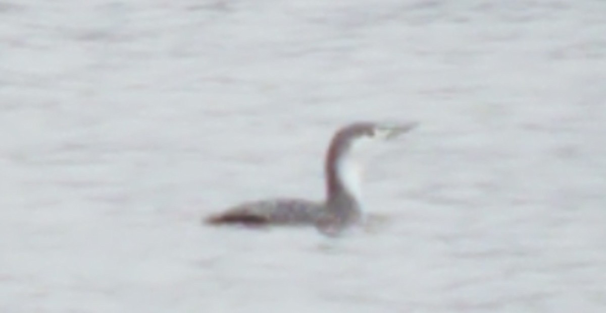 Red-throated Loon - ML132952011