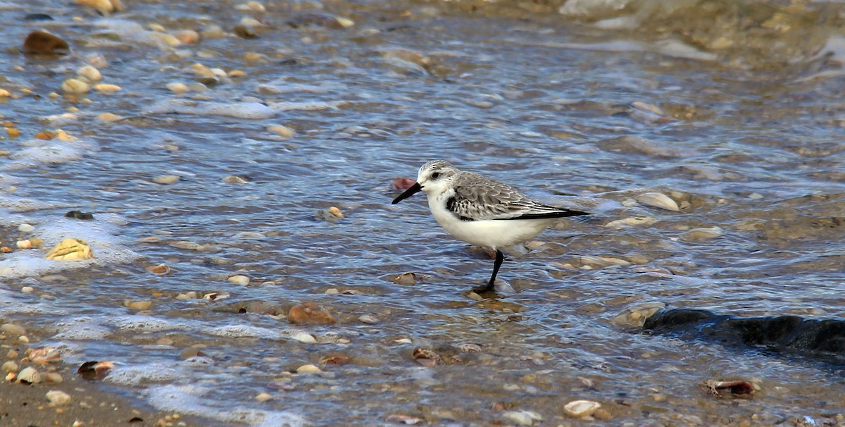 Bécasseau sanderling - ML132952211