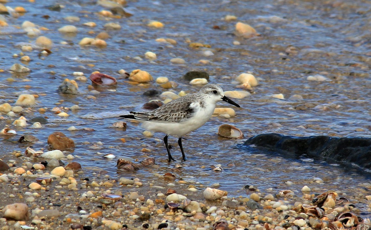 Bécasseau sanderling - ML132952261