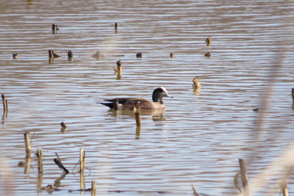 Canard d'Amérique - ML132953171