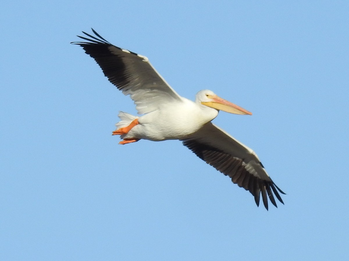 American White Pelican - Brian Johnson