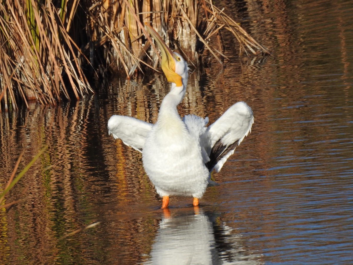 American White Pelican - Brian Johnson