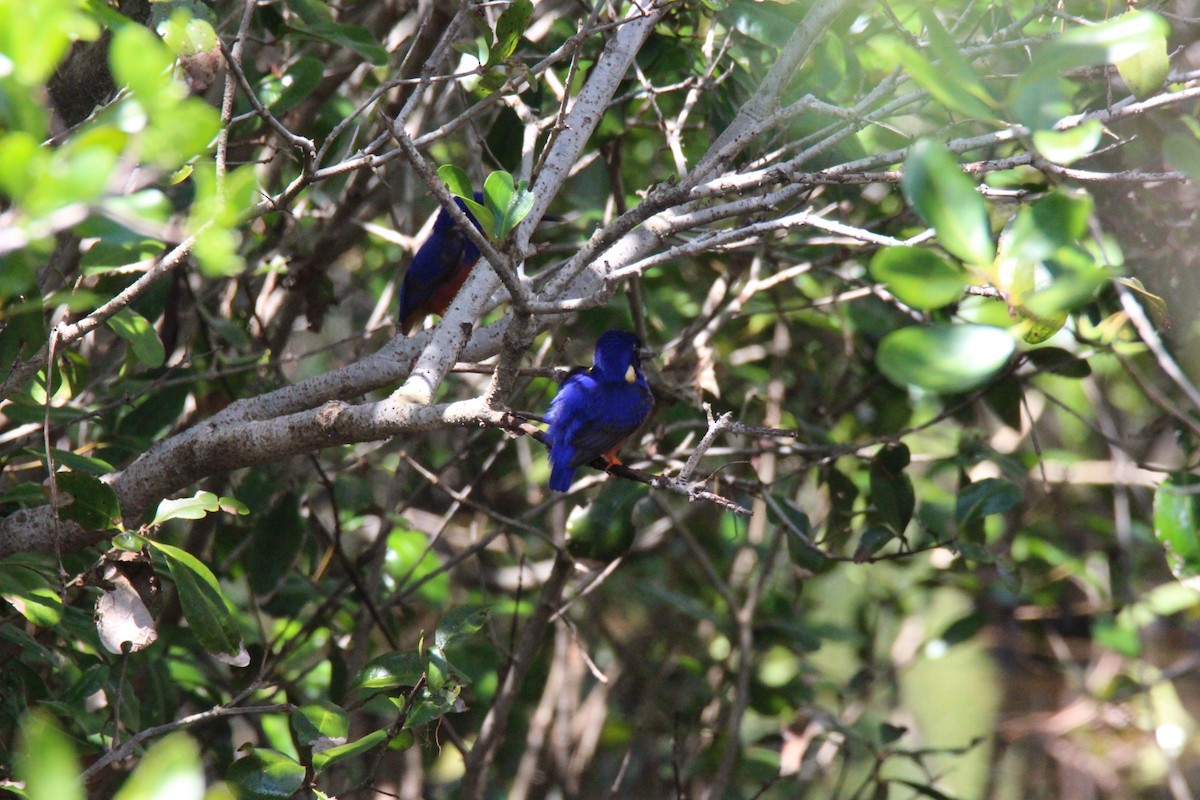 Azure Kingfisher - ML132954041