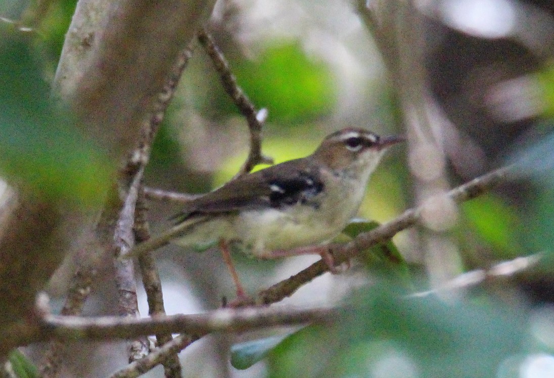 Tropical Scrubwren - ML132954541