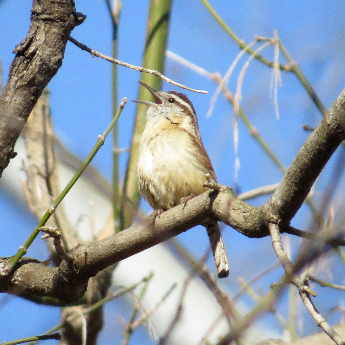 Carolina Wren - ML132954651