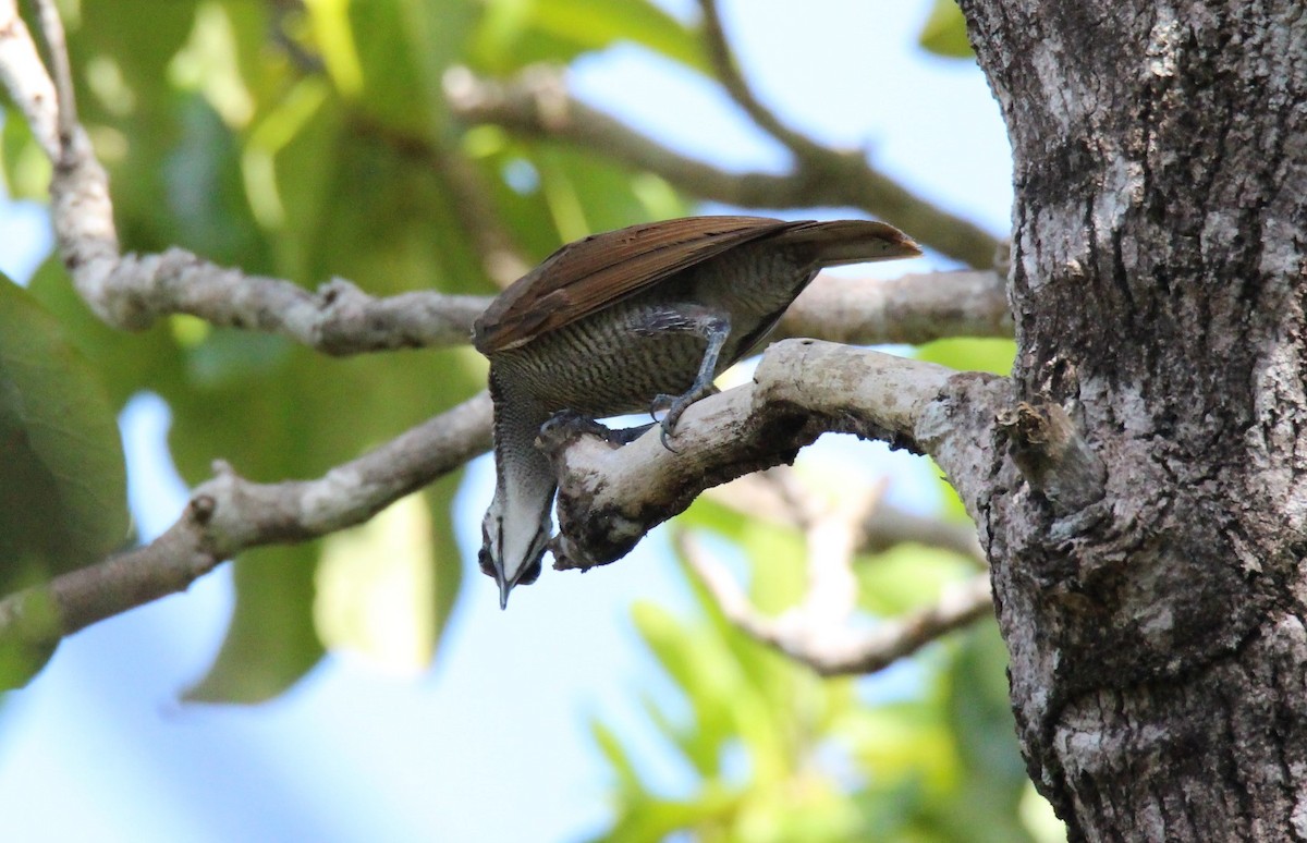 Magnificent Riflebird - ML132955011