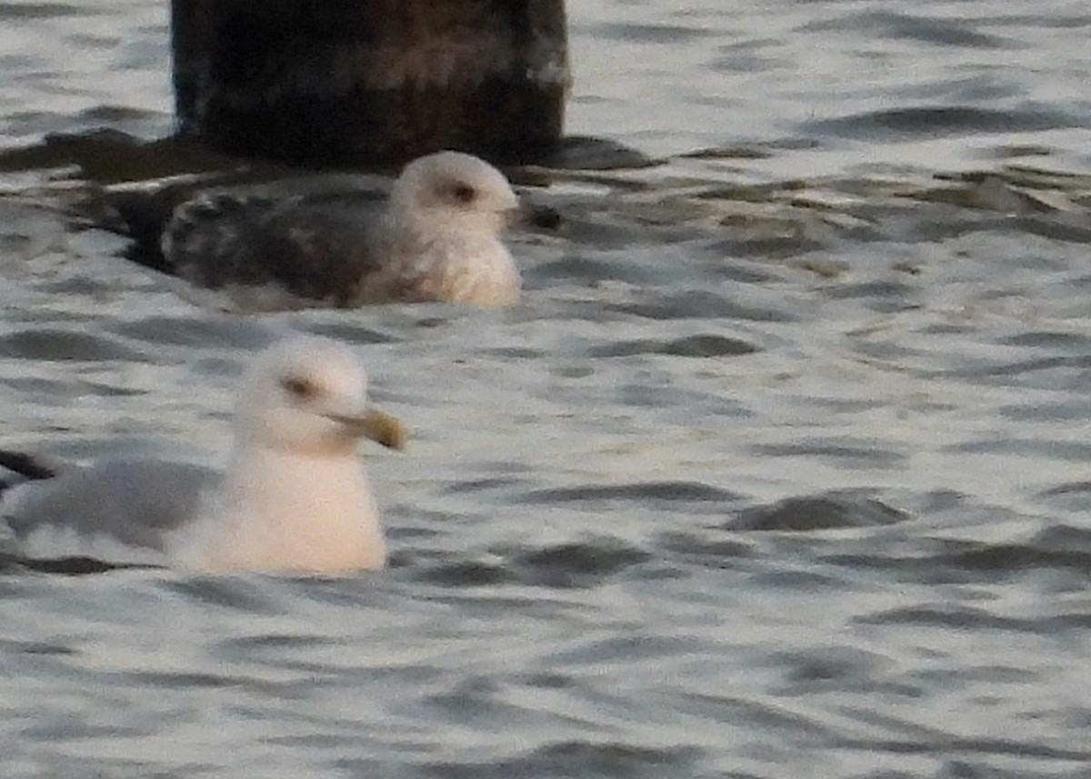 Lesser Black-backed Gull - ML132957241