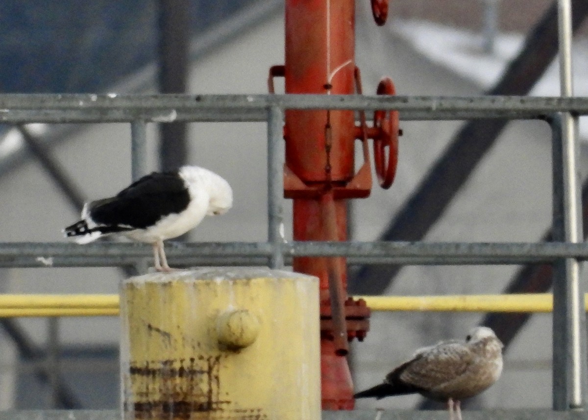 Great Black-backed Gull - ML132957451