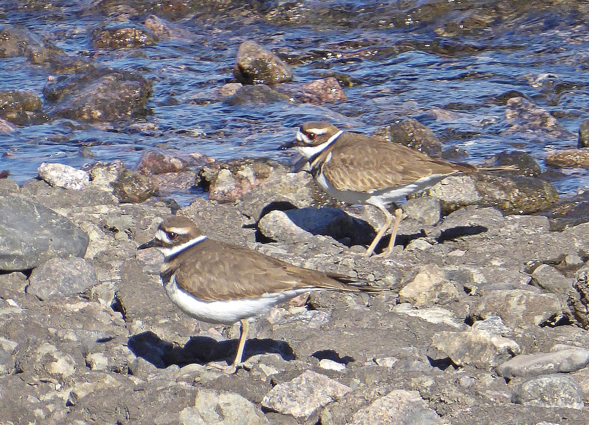 Killdeer - Russ Manwaring