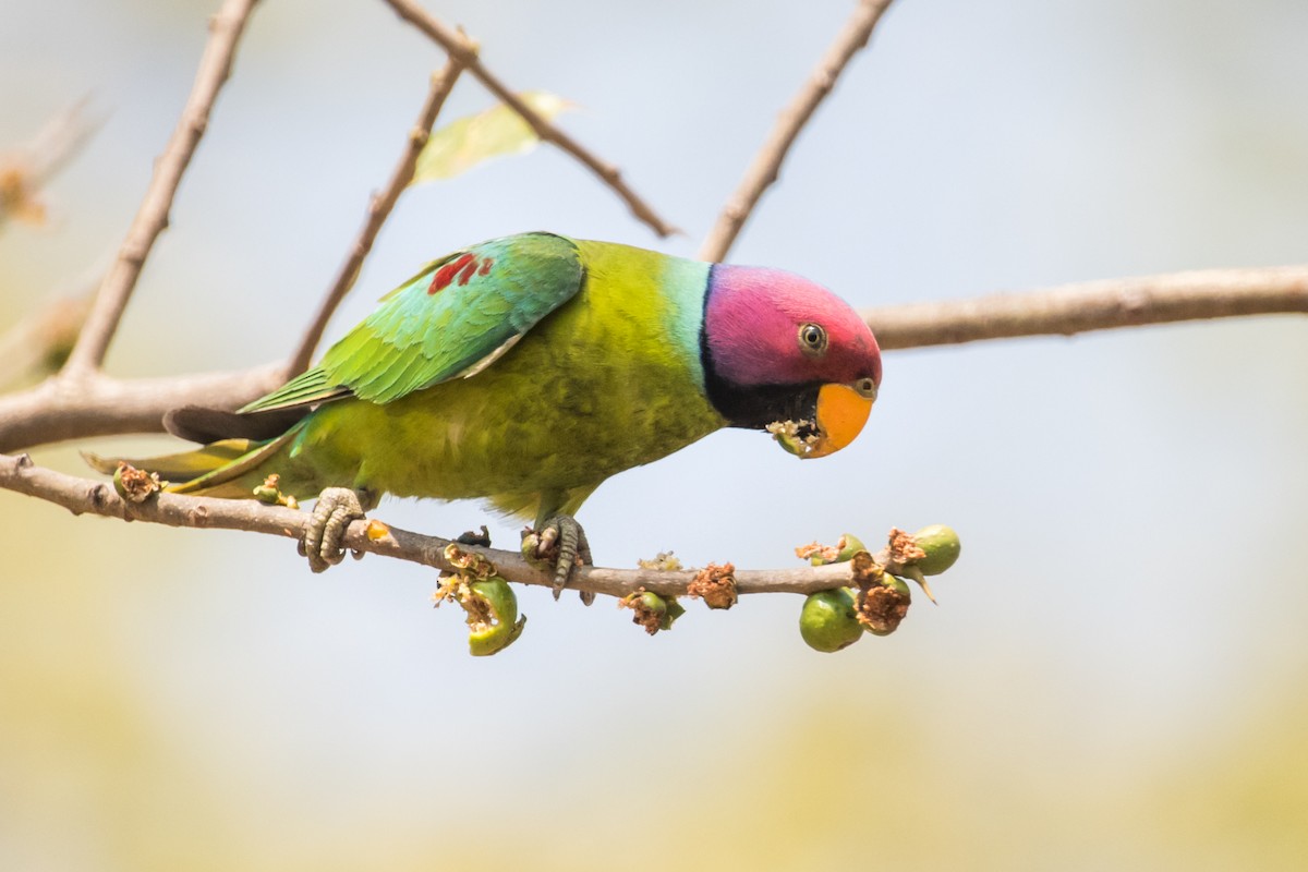 Plum-headed Parakeet - Claudia Brasileiro