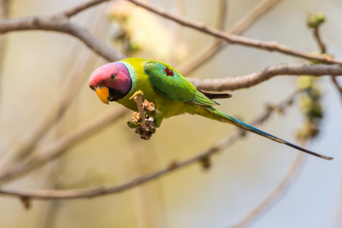 Plum-headed Parakeet - ML132958391