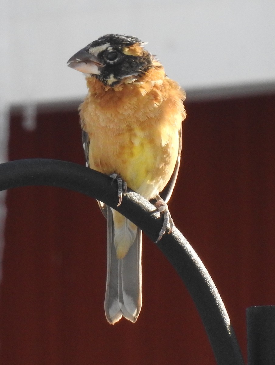 Black-headed Grosbeak - ML132959901