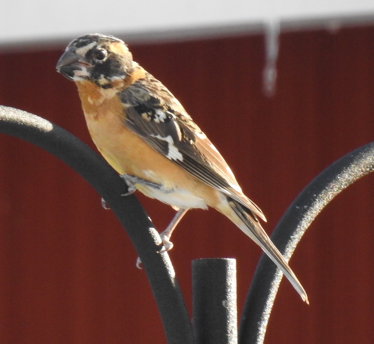 Black-headed Grosbeak - ML132959921