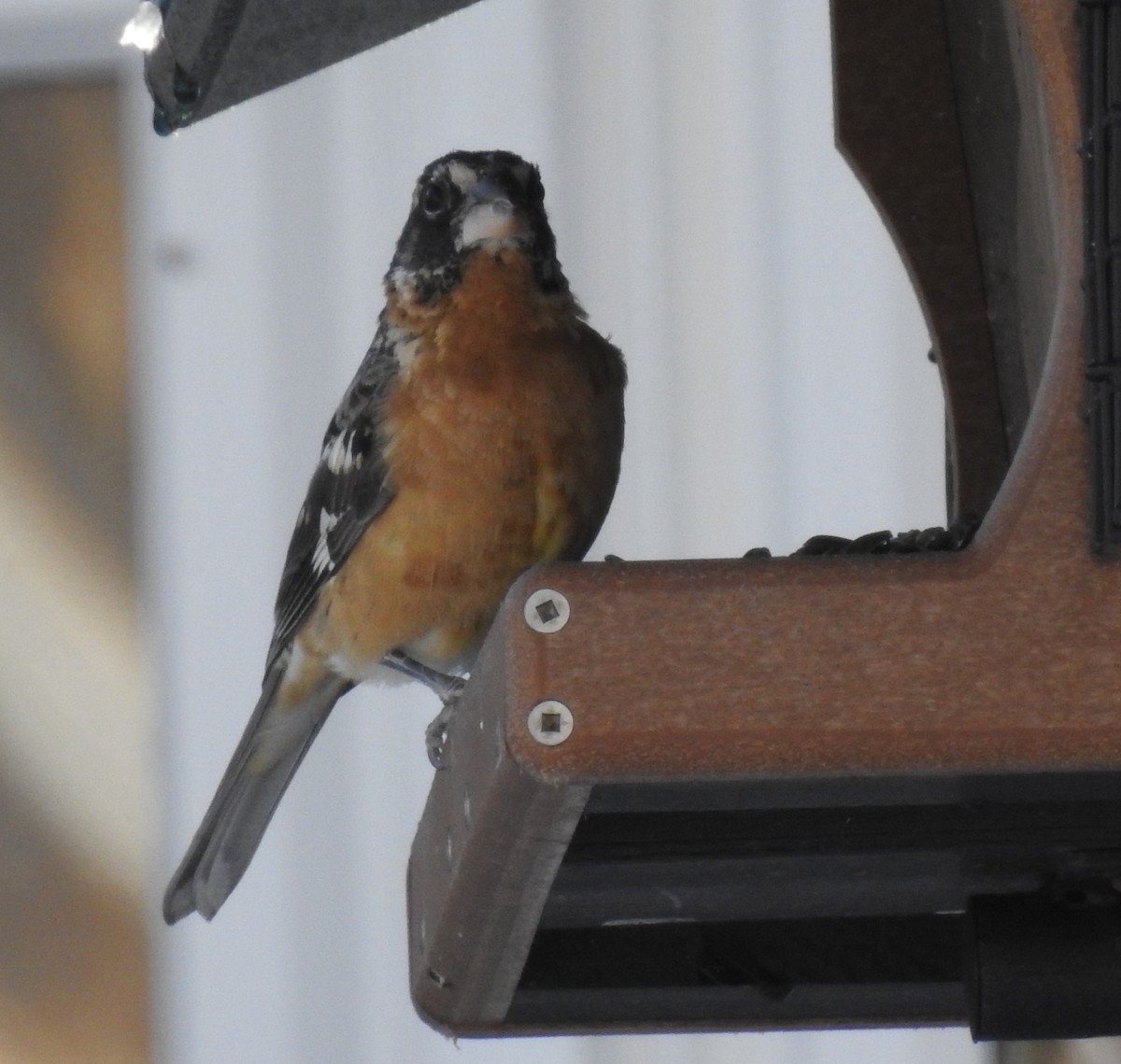 Black-headed Grosbeak - ML132959931