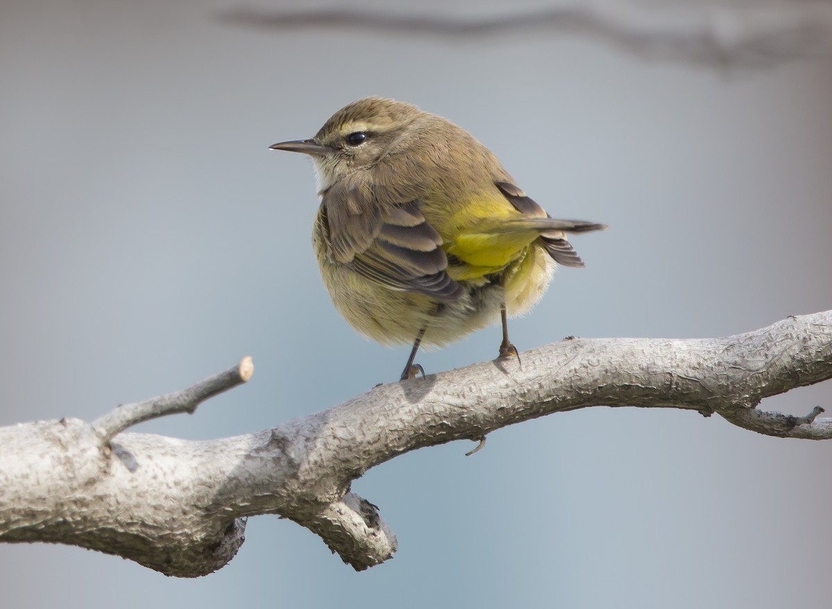 Palm Warbler - Gail  West