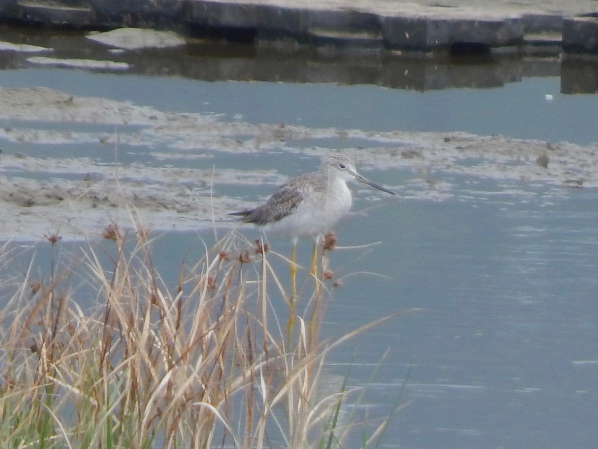 Greater Yellowlegs - ML132961431