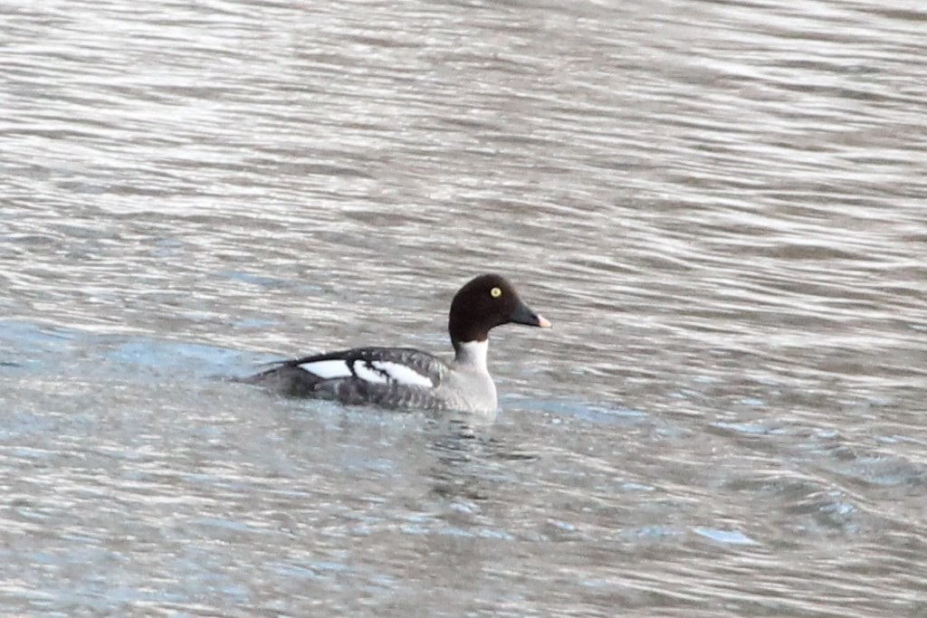 Common Goldeneye - Glen Chapman