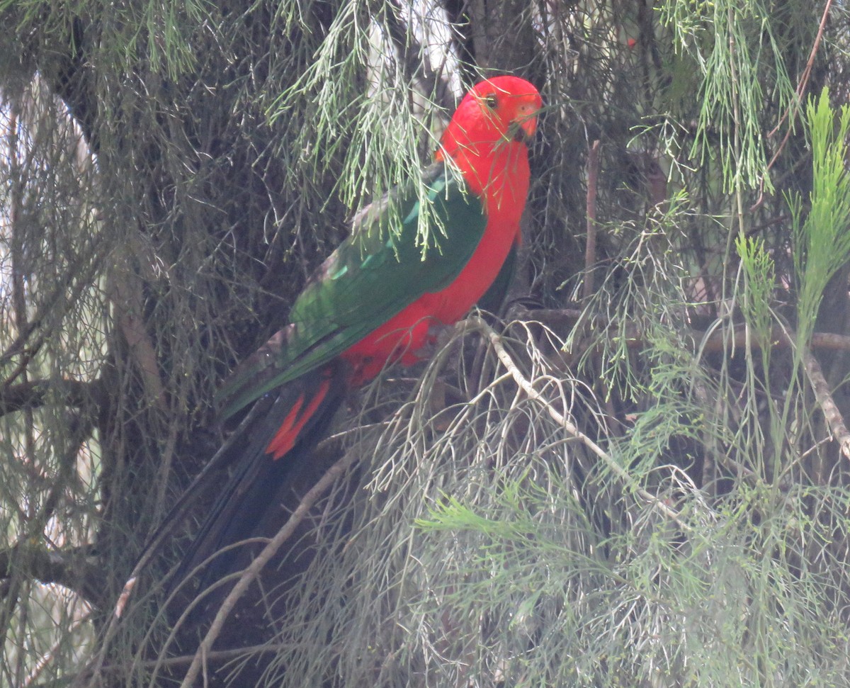 Australian King-Parrot - ML132962581