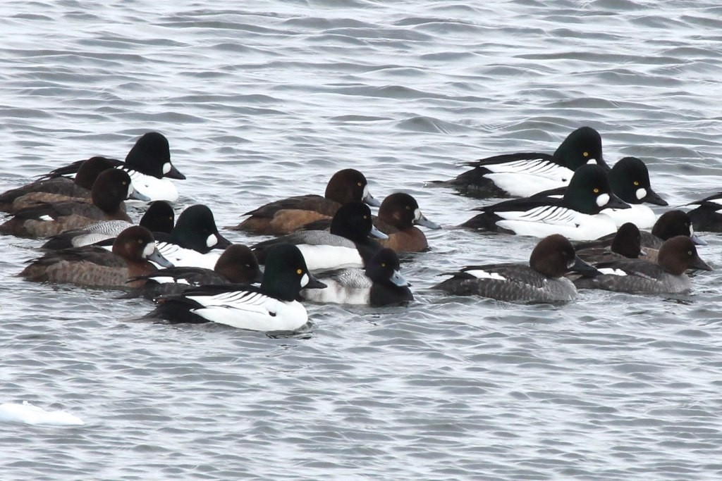 Greater/Lesser Scaup - ML132962621