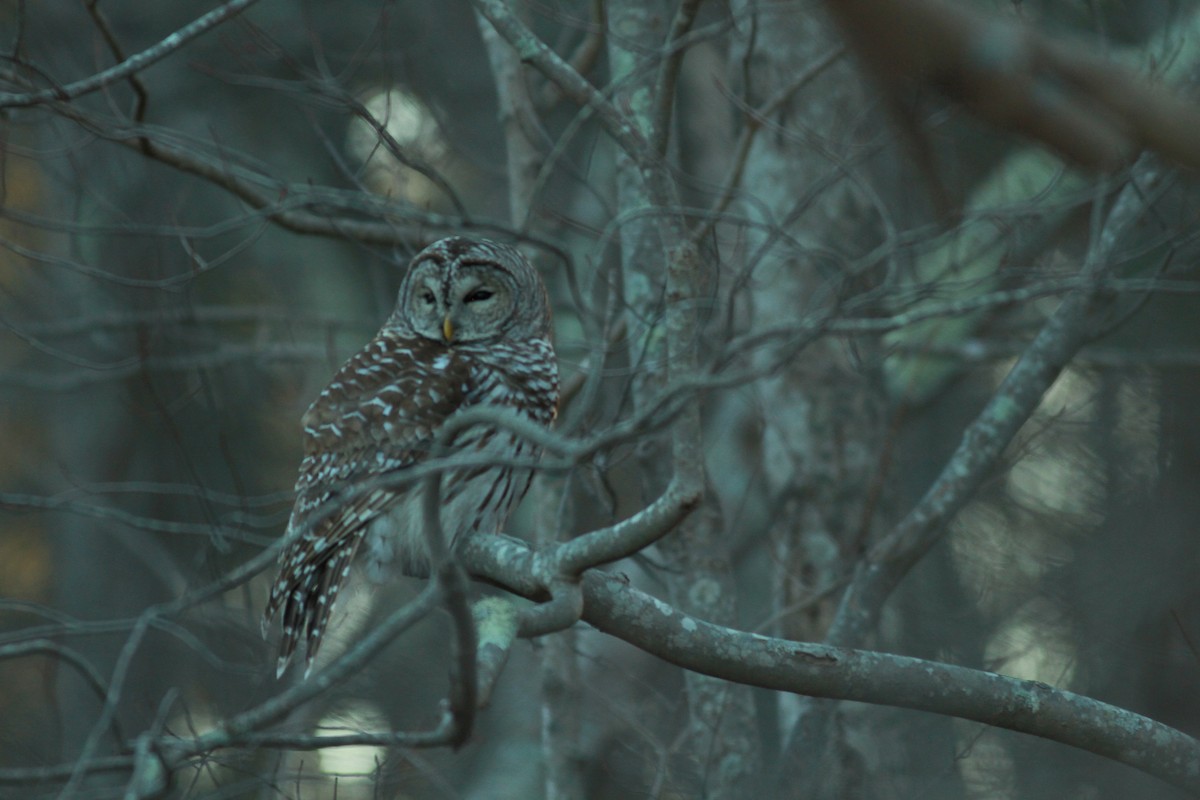 Barred Owl - ML132963691