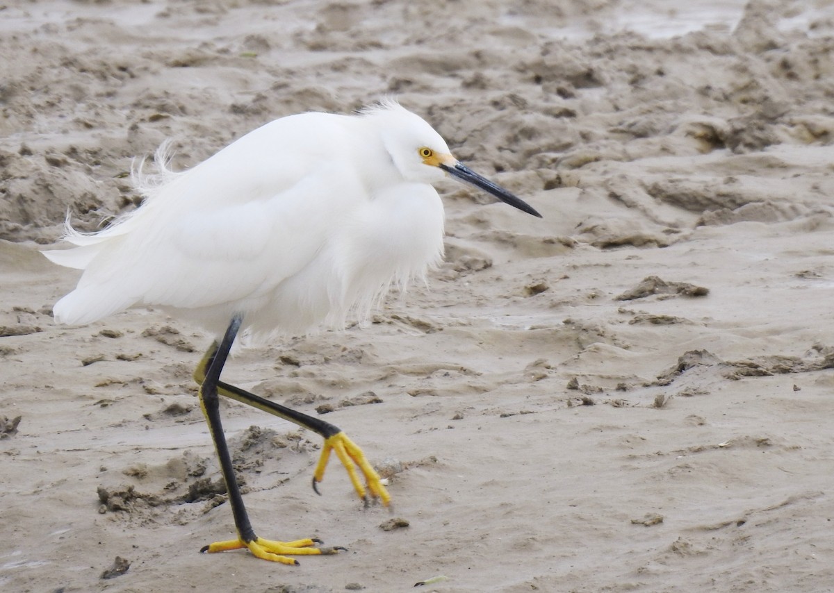 Snowy Egret - ML132964941