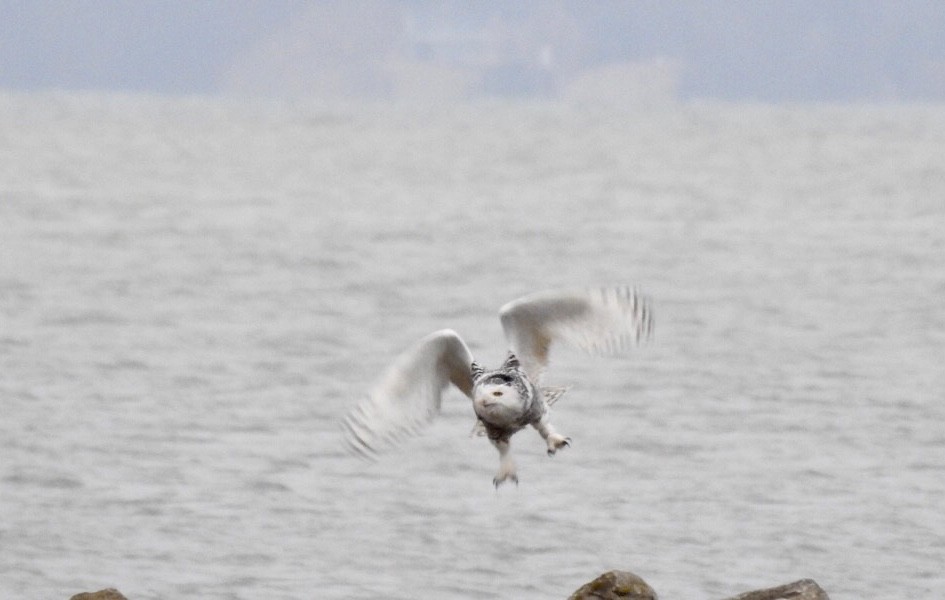 Snowy Owl - Candy Giles