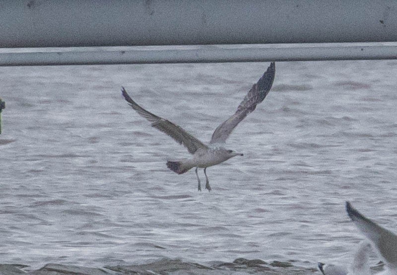 California Gull - ML132968111