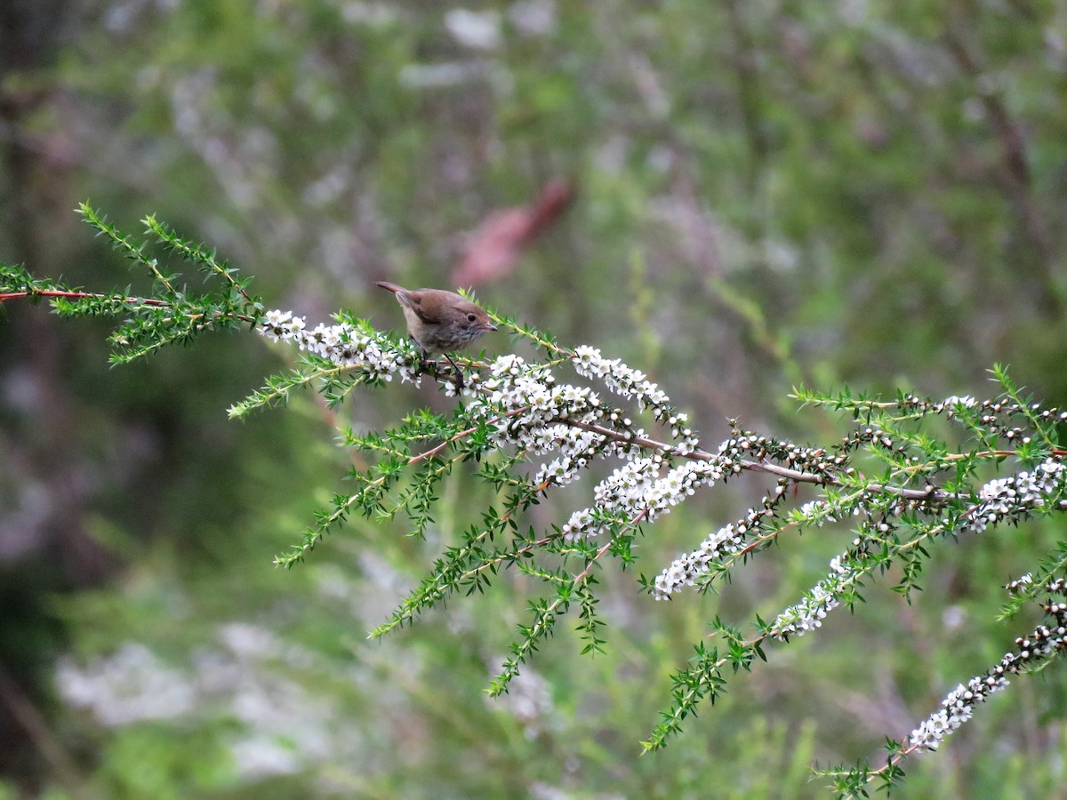 Brown Thornbill - ML132968191