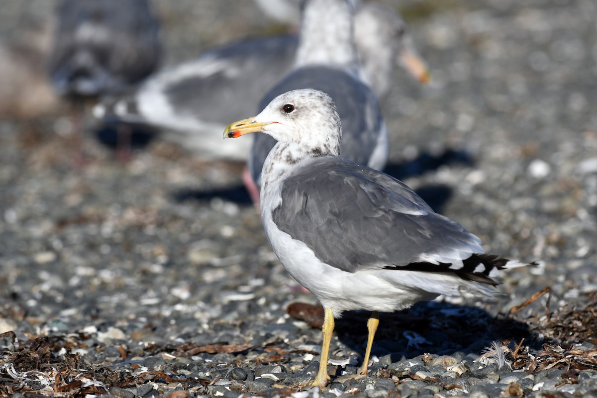 California Gull - David M. Bell