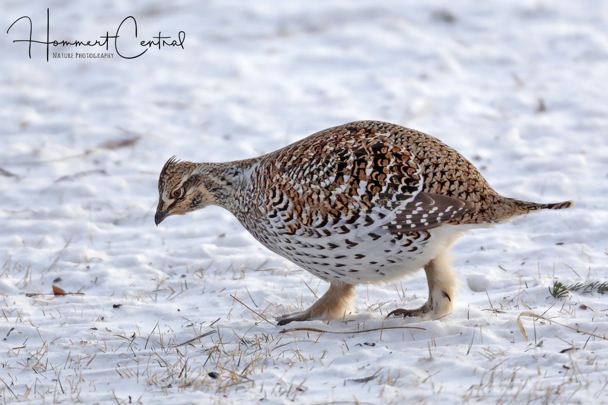 Sharp-tailed Grouse - ML132969241