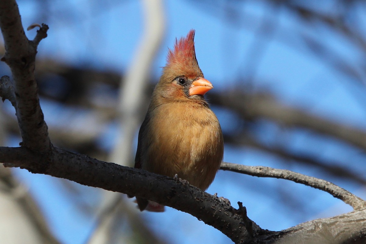 Cardinal rouge - ML132970431