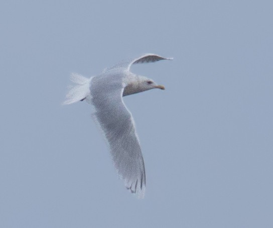 Iceland Gull (kumlieni) - ML132973681