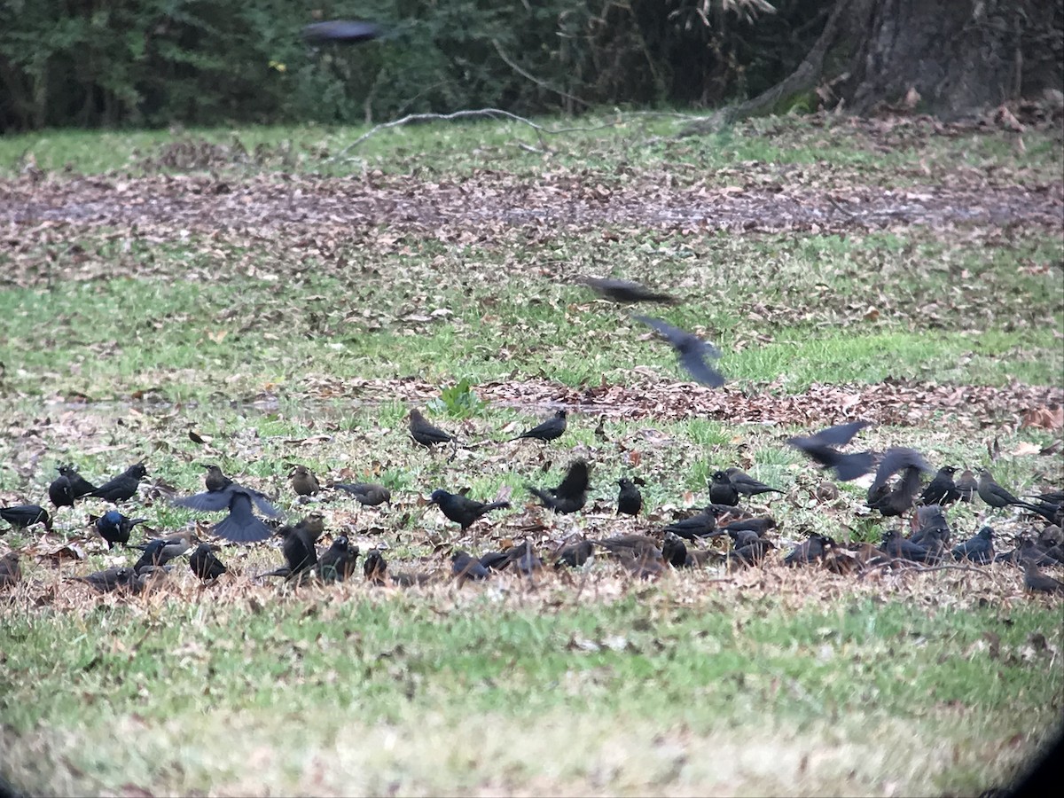 Rusty Blackbird - ML132973711