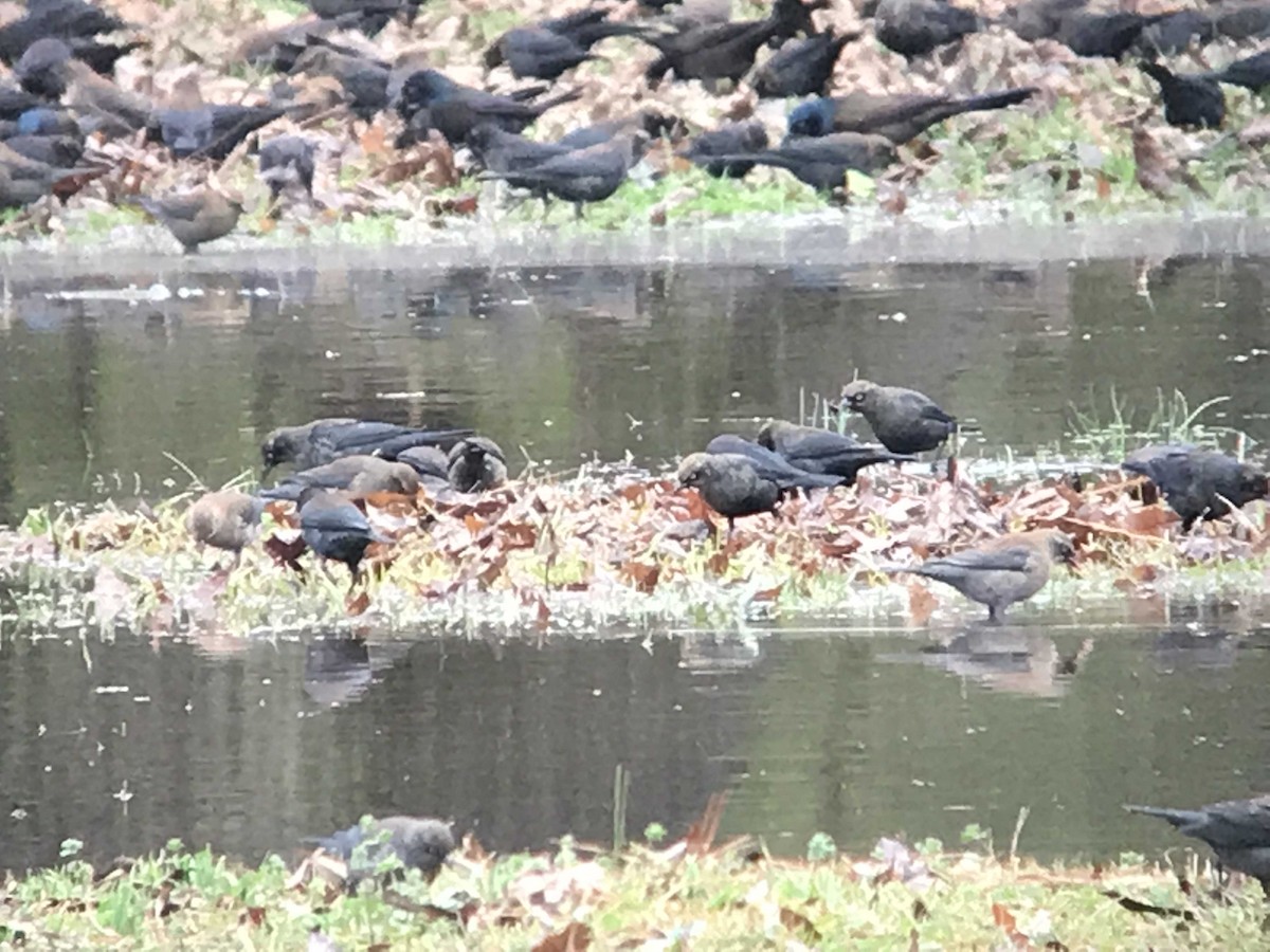 Rusty Blackbird - ML132973741