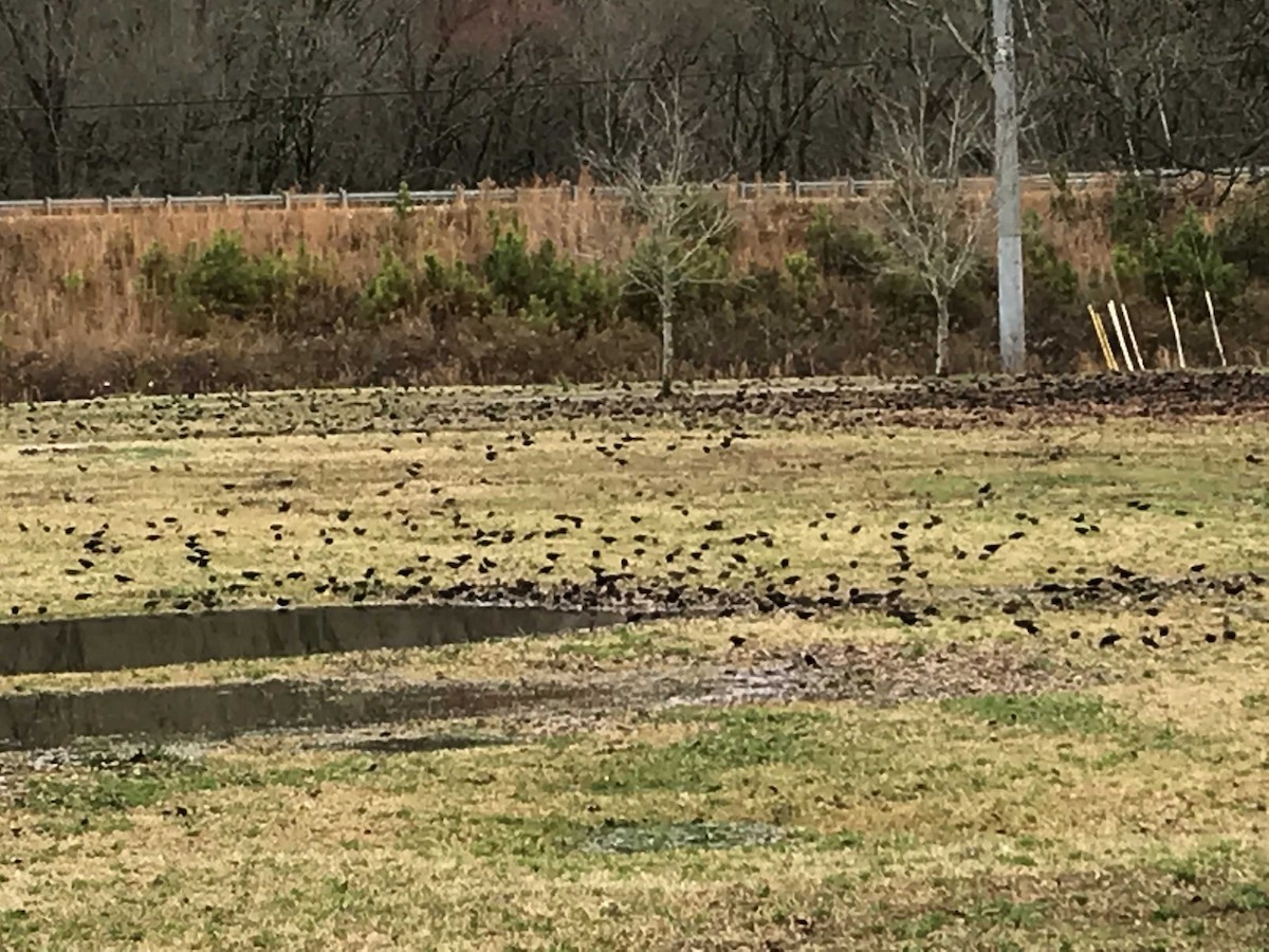 Rusty Blackbird - ML132973811