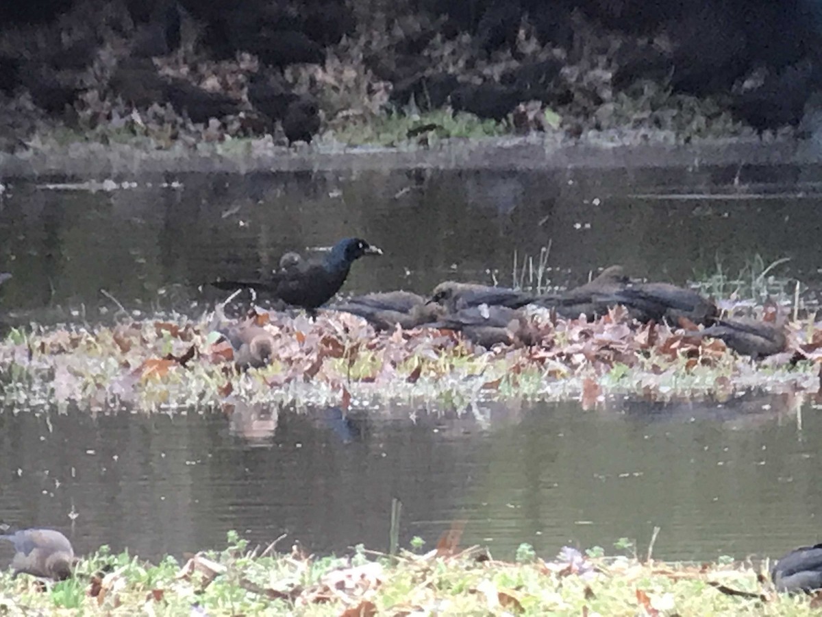 Rusty Blackbird - ML132973821