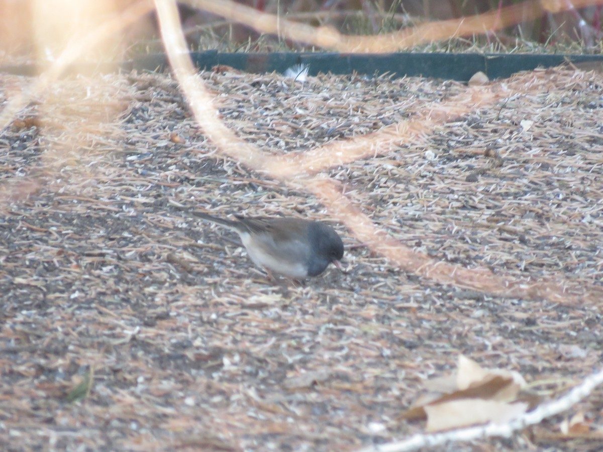 Junco Ojioscuro (cismontanus) - ML132973891