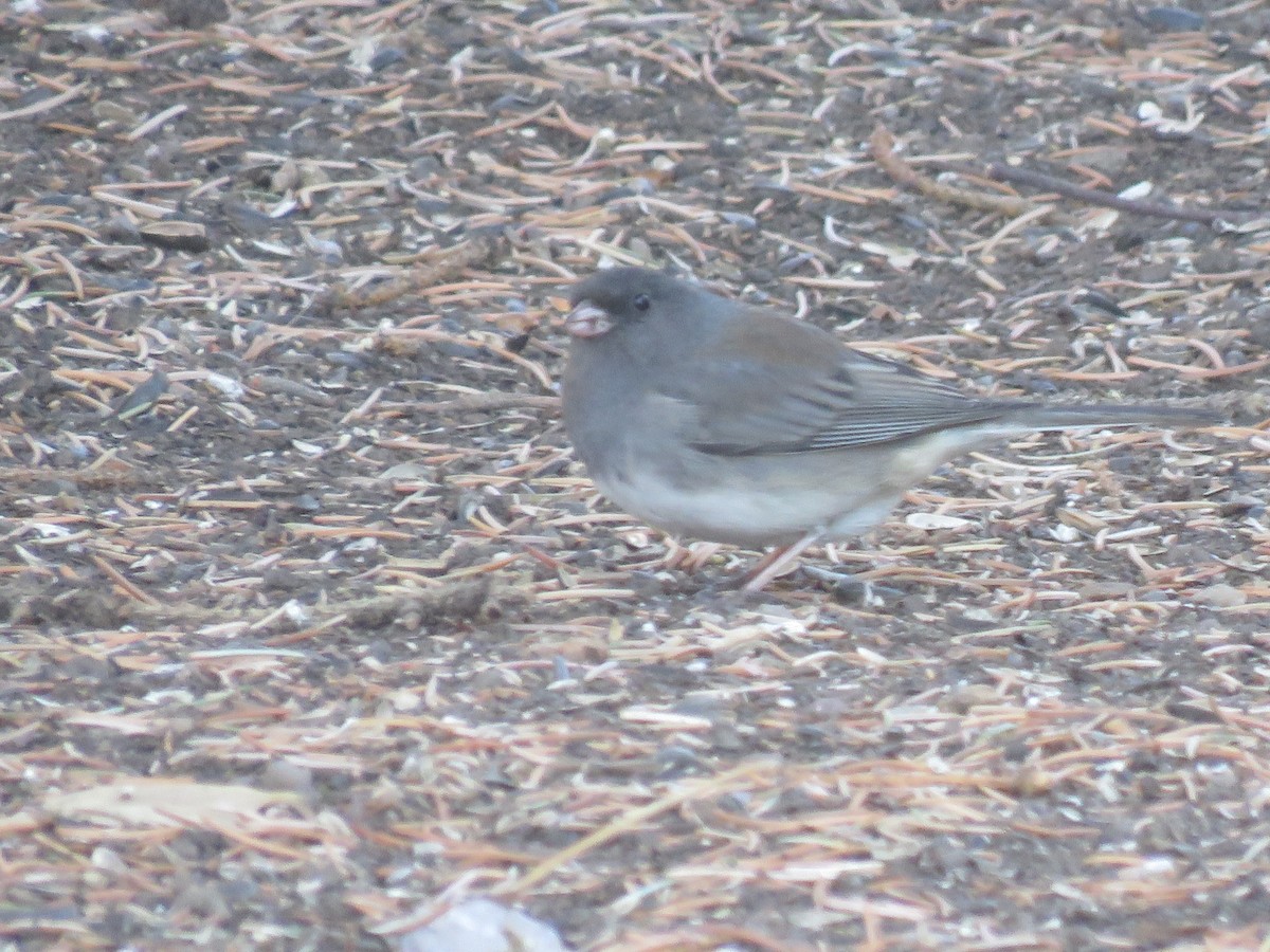 Junco ardoisé (cismontanus) - ML132974271