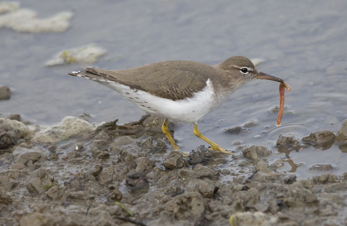 Spotted Sandpiper - Gail  West