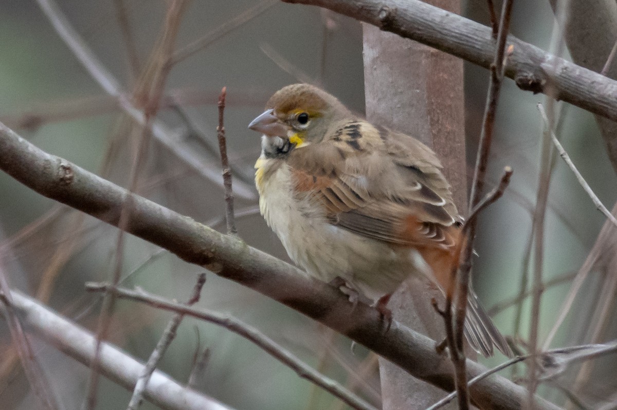 Dickcissel - ML132975261