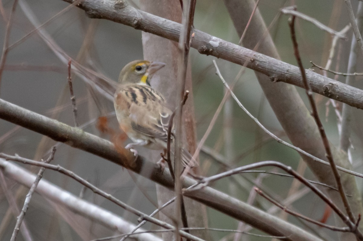 Dickcissel - ML132975371